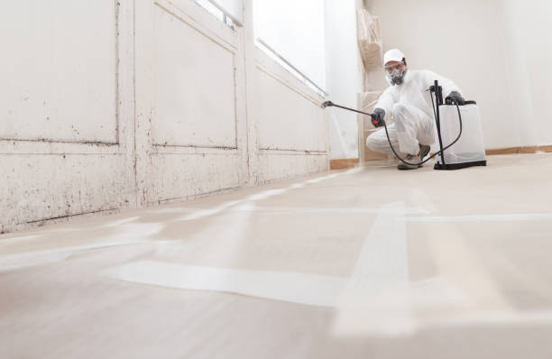 24/7 Emergency Basement Mold Removal experts in Kingsville, TX