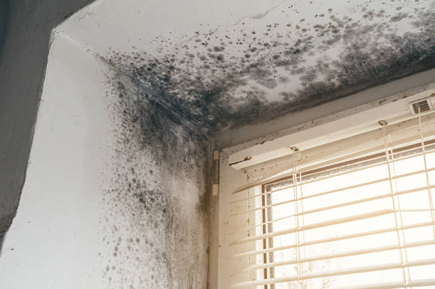 Affordable Basement Mold Removal solutions in Kingsville, TX